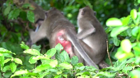 Monkeys on a tree Video stock 289271196