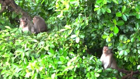 Monkeys on a tree Video stock 289271202