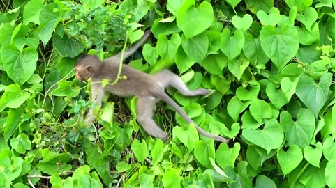 Monkeys on a tree Video stock 289271205