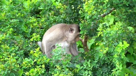 Monkeys on a tree Video stock 289271216