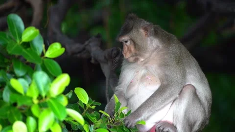 Monkeys on a tree Video stock 289271217