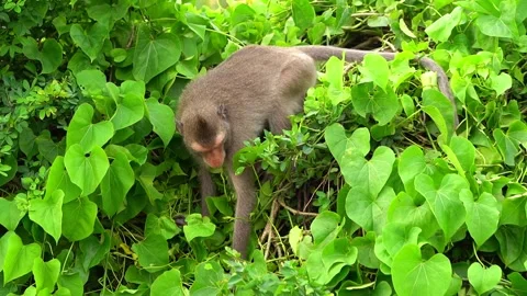 Monkeys on a tree Video stock 289271229