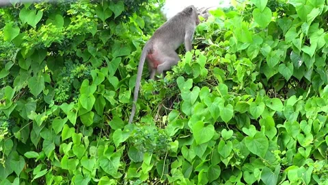 Monkeys on a tree Vídeos de archivo 289271234