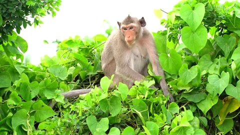 Monkeys on a tree Video stock 289271243