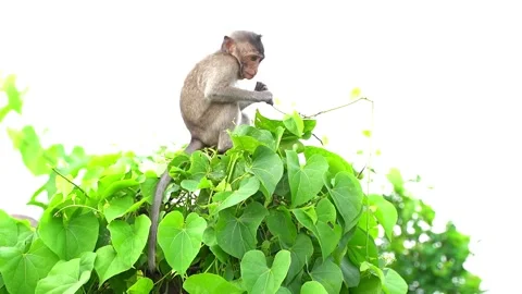 Monkeys on a tree Video stock 289271247