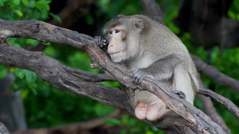 Monkeys on a tree Video stock 289271262