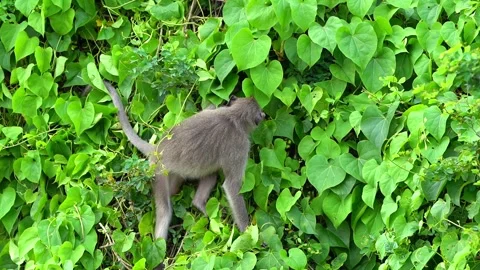 Monkeys on a tree Video stock 289271273