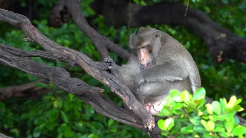 Monkeys on a tree Video stock 289271274