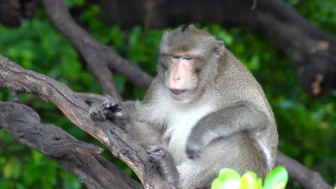 Monkeys on a tree Video stock 289271282