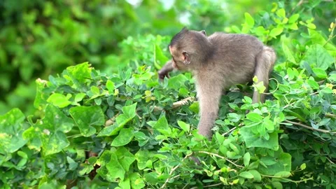 Monkeys on a tree Video stock 289271305