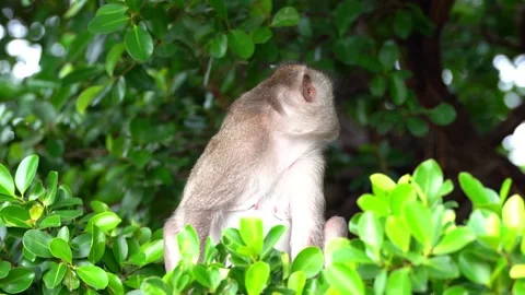 Monkeys on a tree Video stock 289271307