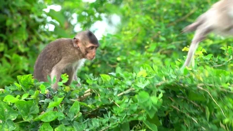Monkeys on a tree Video stock 289271309