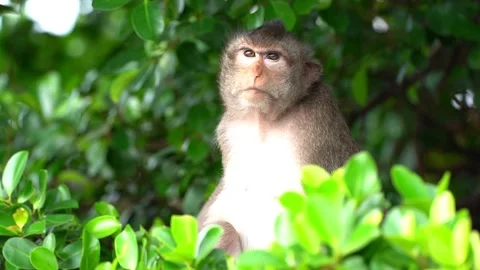 Monkeys on a tree Video stock 289271325