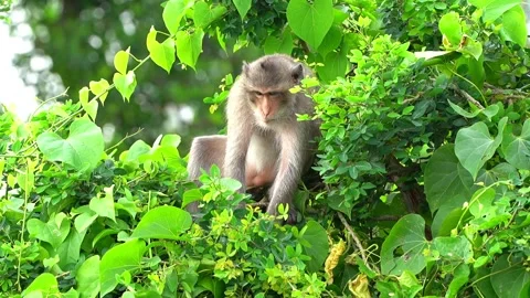 Monkeys on a tree Video stock 289271332