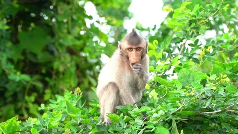 Monkeys on a tree Video stock 289271342