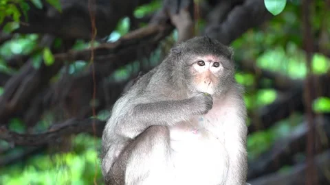 Monkeys on a tree Video stock 289271353