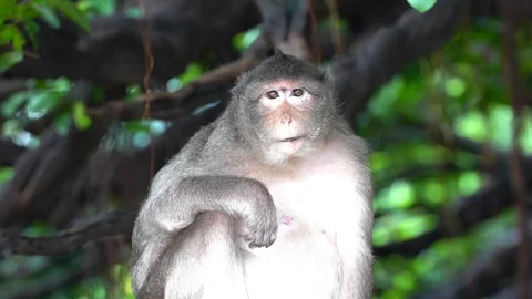 Monkeys on a tree Video stock 289271368