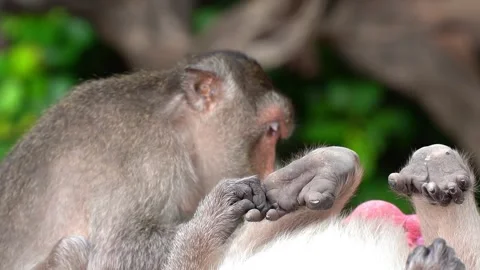 Monkeys on a tree Video stock 289271369