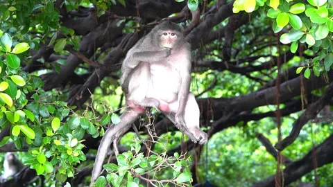 Monkeys on a tree Video stock 289271381