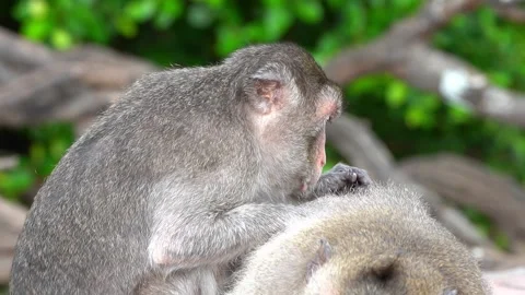 Monkeys on a tree Video stock 289271384