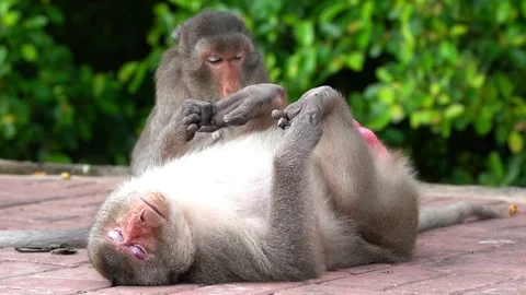 Monkeys on a tree Video stock 289271388