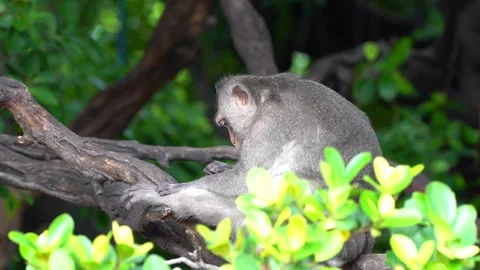 Monkeys on a tree Video stock 289271398