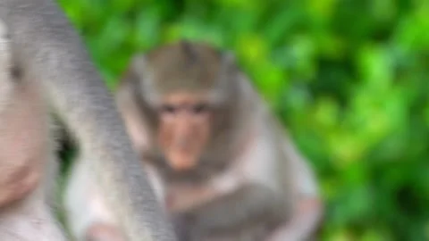 Monkeys on a tree Video stock 289271403