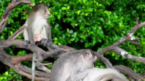 Monkeys on a tree Video stock 289271407