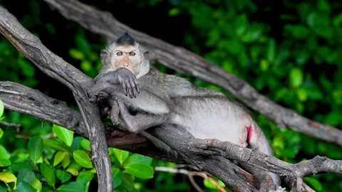 Monkeys on a tree Video stock 289271419