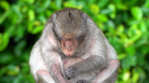 Monkeys on a tree Video stock 289271420