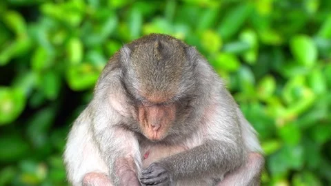 Monkeys on a tree Video stock 289271424