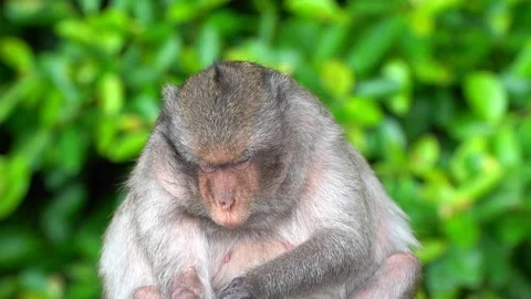 Monkeys on a tree Video stock 289271428