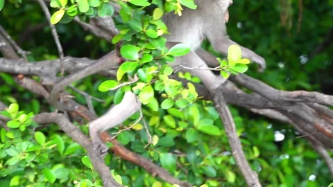 Monkeys on a tree Video stock 289271432