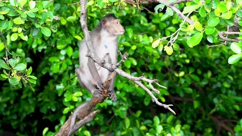 Monkeys on a tree Video stock 289271445