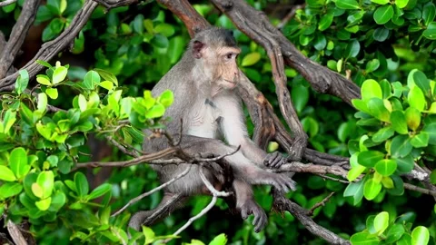 Monkeys on a tree Video stock 289271447