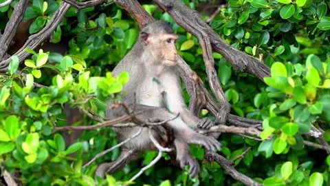 Monkeys on a tree Video stock 289271451