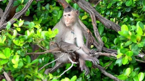 Monkeys on a tree Video stock 289271460