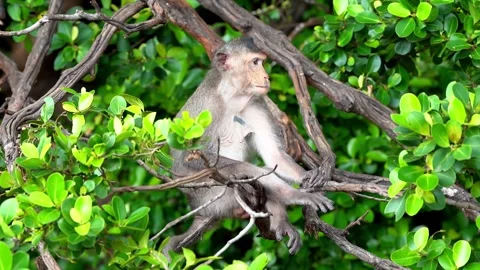 Monkeys on a tree Video stock 289271463