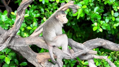 Monkeys on a tree Video stock 289271469