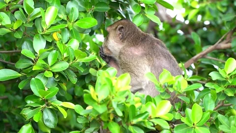 Monkeys on a tree Video stock 289271471