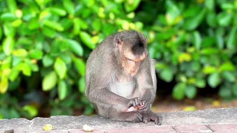 Monkeys on a tree Video stock 289271476