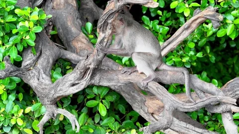 Monkeys on a tree Video stock 289271479