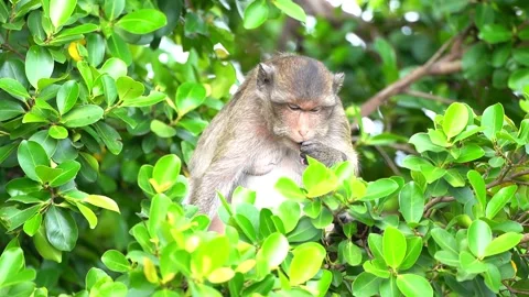Monkeys on a tree Video stock 289271490