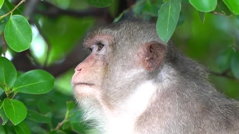 Monkeys on a tree Video stock 289271493