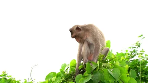 Monkeys on a tree Video stock 289271496