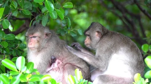 Monkeys on a tree Video stock 289271501