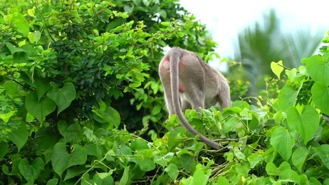 Monkeys on a tree Video stock 289271505