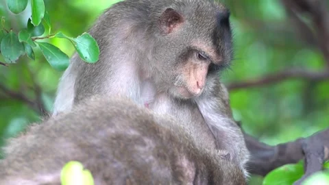 Monkeys on a tree Video stock 289271508