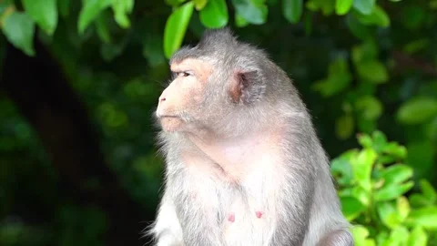 Monkeys on a tree Video stock 289271521