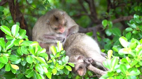 Monkeys on a tree Video stock 289271522